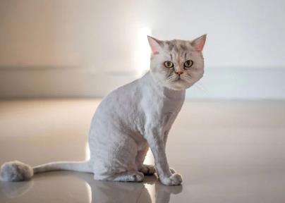 新生小猫可以摸吗