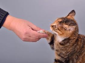 怀孕了可以养猫吗