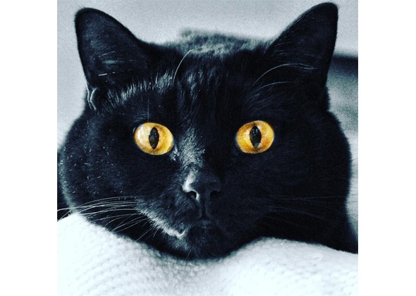 是什么导致猫的眼睛颜色不同