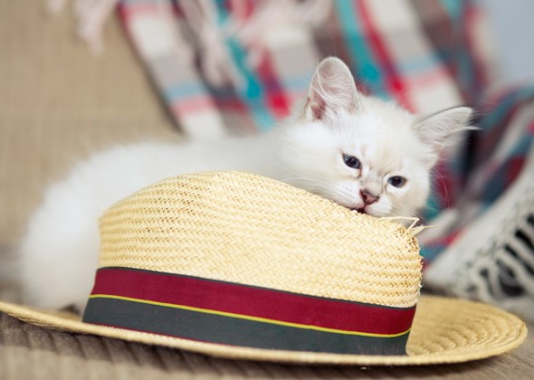 小猫什么时候睁开眼