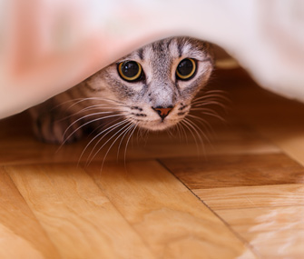 猫可以使用激光指示器吗