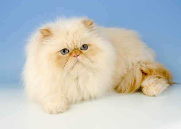 塌鼻猫的品种有哪些