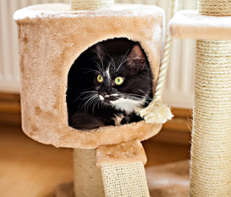 猫会失眠吗