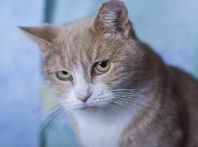 体型大的猫有哪些？