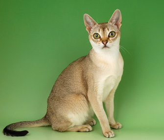 体型最小的猫是什么猫？