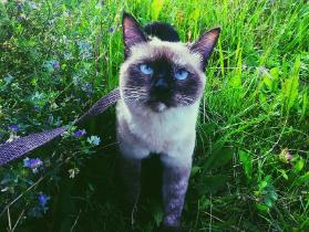 猫能跳多高？