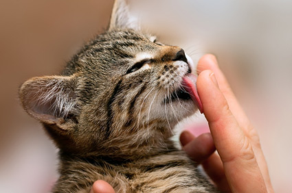 刚捡回来的小猫吃什么？