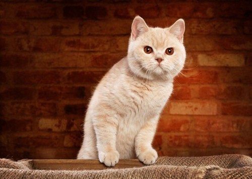 最适合新手养的猫是什么猫？