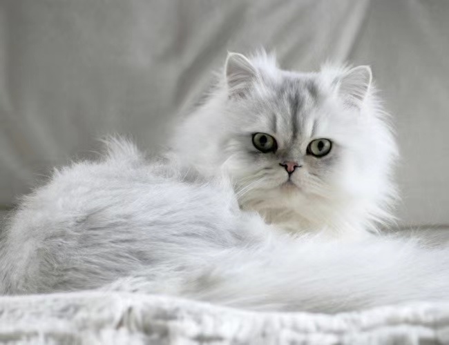 金吉拉猫适合新手养吗？