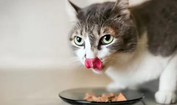 猫粮要经常换吗？