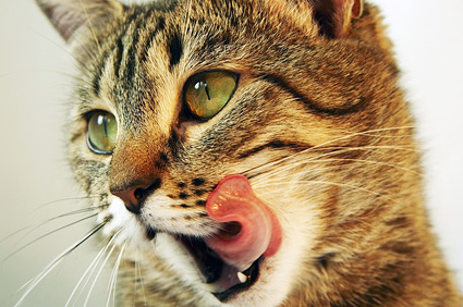 猫粮中的诱食剂是什么？