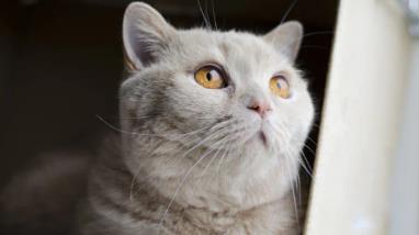 成年英短一天吃多少猫粮？