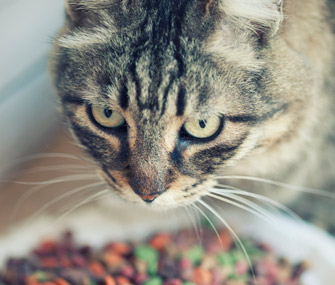 猫粮开封后能保存多久