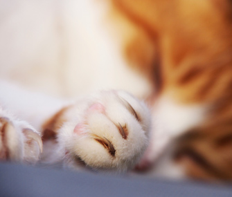 橘猫是土猫吗？