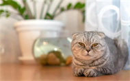 猫咪发烧吃什么药？