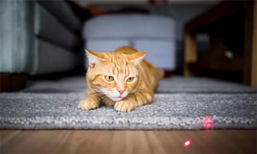 猫咪玩逗猫棒突然抽搐是怎么回事？