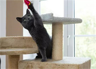 猫的诱惑：逗猫棒的魅力解析