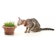 猫薄荷怎么用？