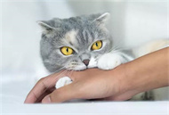 猫薄荷是吃的还是闻的？