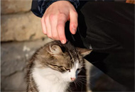 用什么可以代替猫咪洗耳液