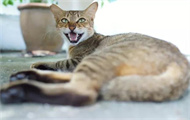 猫薄荷为什么会让猫兴奋？