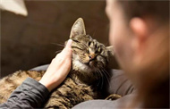 猫薄荷多大的猫能吃？