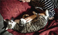 猫体外驱虫药滴多了怎么办？