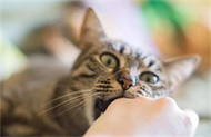 猫对逗猫棒没兴趣是怎么回事？