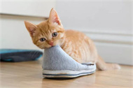 猫体内驱虫用什么药比较好？