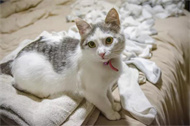 如何自制一个逗猫棒？