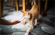 为什么猫会对逗猫棒产生如此大的兴趣？