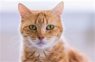 猫咪耳螨用什么药？