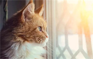 逗猫棒的原理是什么？