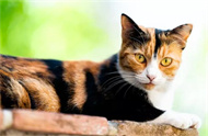 豆腐猫砂可以冲厕所吗？