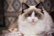 如何自制适合布偶猫的猫饭?