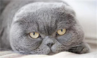 猫咪尿血吃什么药？