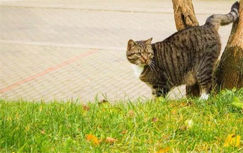 逗猫棒对猫咪有坏处吗
