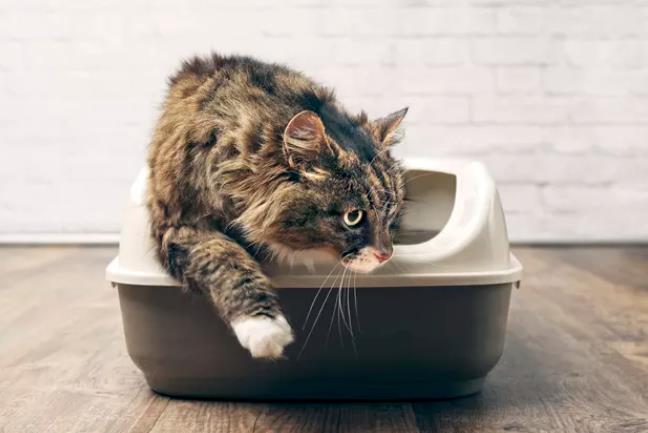 猫在猫砂里拉屎但不尿是怎么回事?