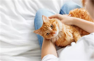 小猫不上厕所怎么办？