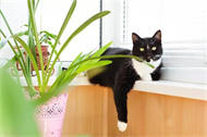 猫草是什么东西？