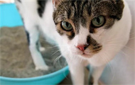 猫拉屎很臭是怎么回事？