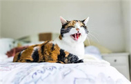 猫咪球虫吃什么药？
