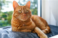 如何通过游戏来逗猫咪玩？