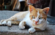 小猫一天吃多少猫粮？