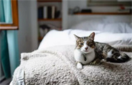 猫草和化毛膏哪个好？