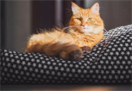 猫怀孕能吃化毛膏吗？