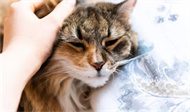 猫咪驱虫药怎么滴？
