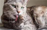 化毛膏多久给猫吃一次？
