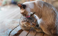 猫毛秃了一块皮肤光滑是怎么回事？
