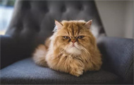猫流泪用什么眼药水